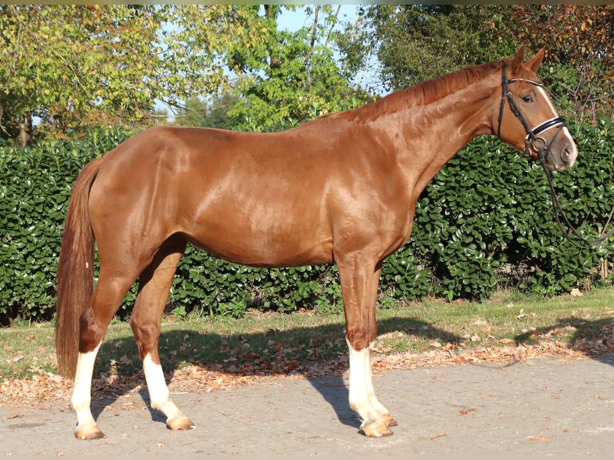 Hanoverian Mare 3 years 16,2 hh Chestnut-Red in Selsingen