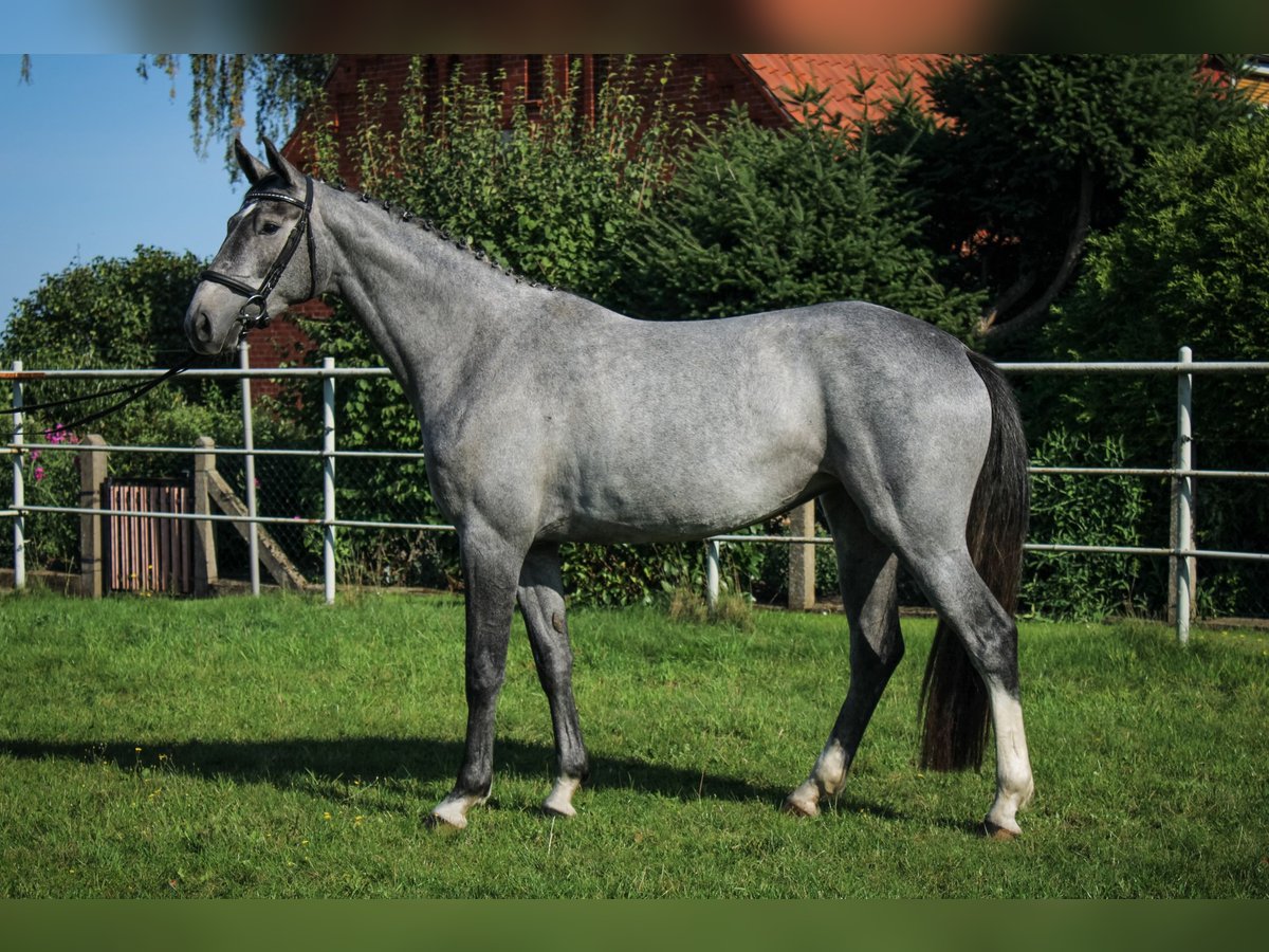 Hanoverian Mare 3 years 16,2 hh Grey in Bleckede1