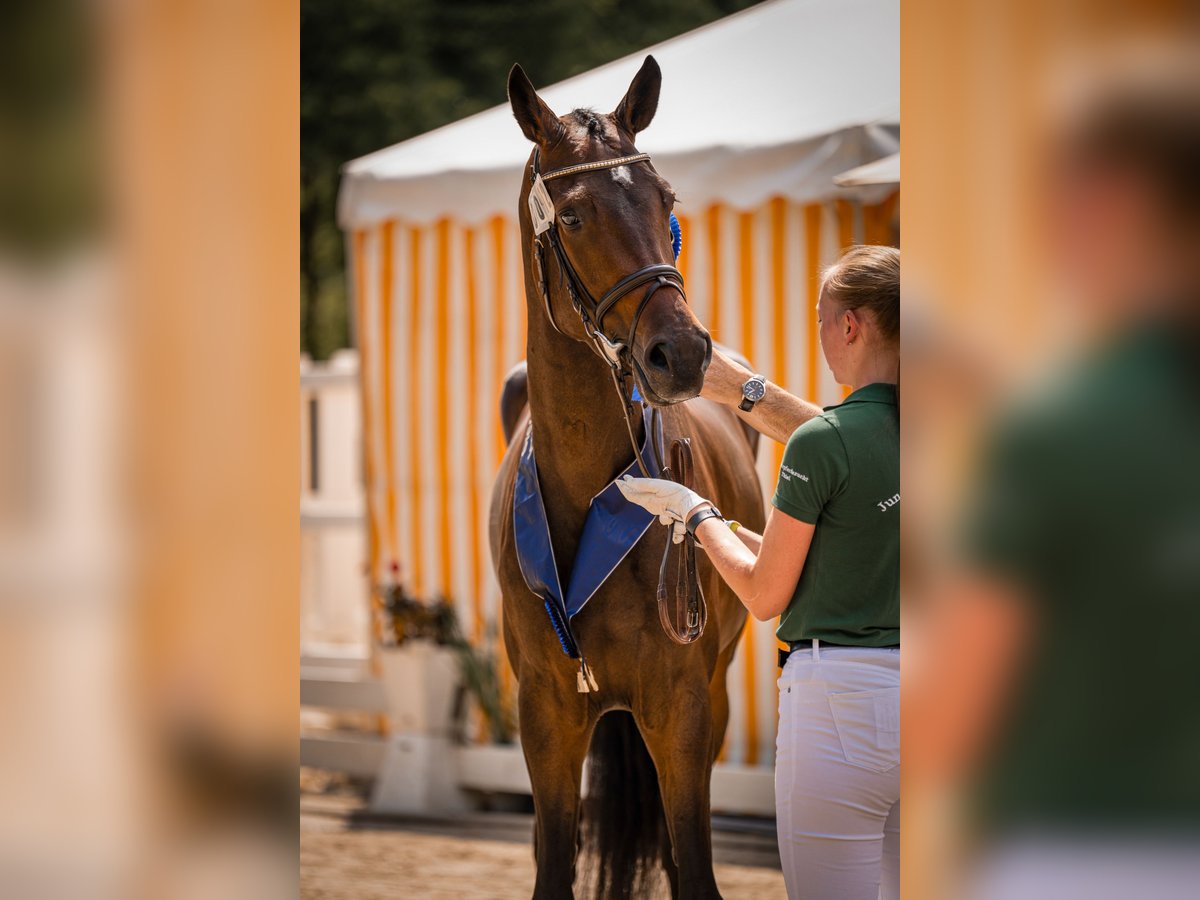 Hanoverian Mare 3 years 16,2 hh Smoky-Black in Moers