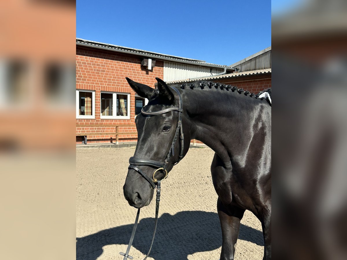 Hanoverian Mare 3 years 16,3 hh Black in Hamburg Kirchwerder