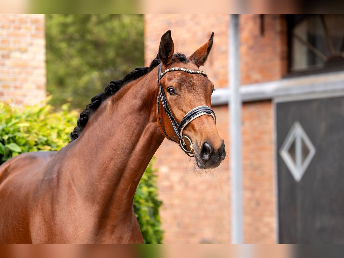 Hanoverian Mare 3 years 16,3 hh Brown in Berlin