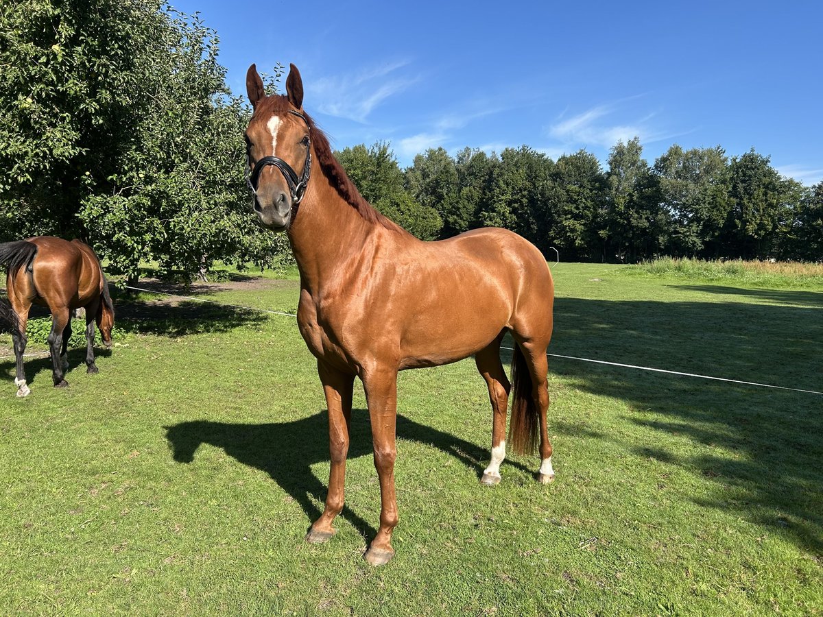 Hanoverian Mare 3 years 16,3 hh Chestnut-Red in TrebelTrebel
