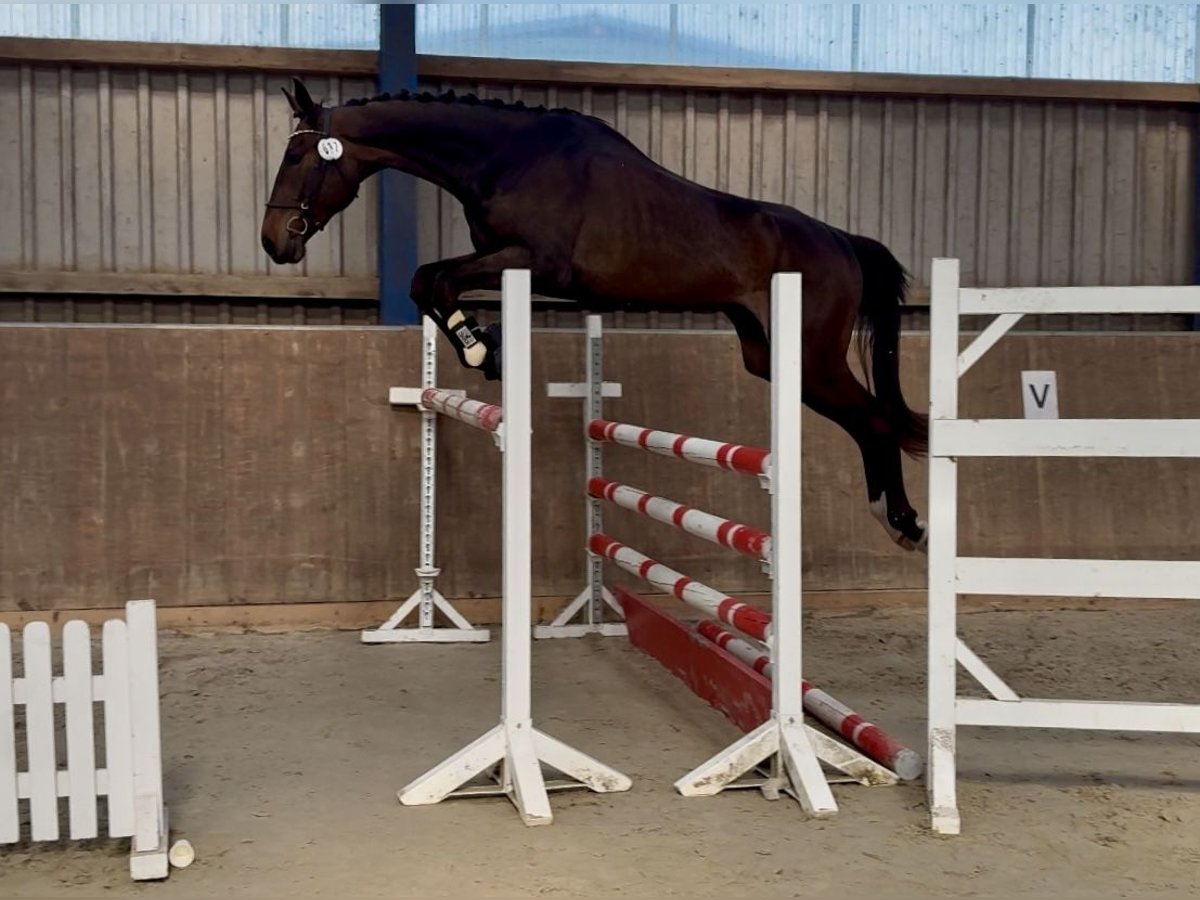 Hanoverian Mare 3 years 17 hh Bay-Dark in Kollow