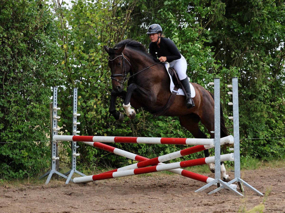 Hanoverian Mare 3 years 17 hh Bay-Dark in Strausberg