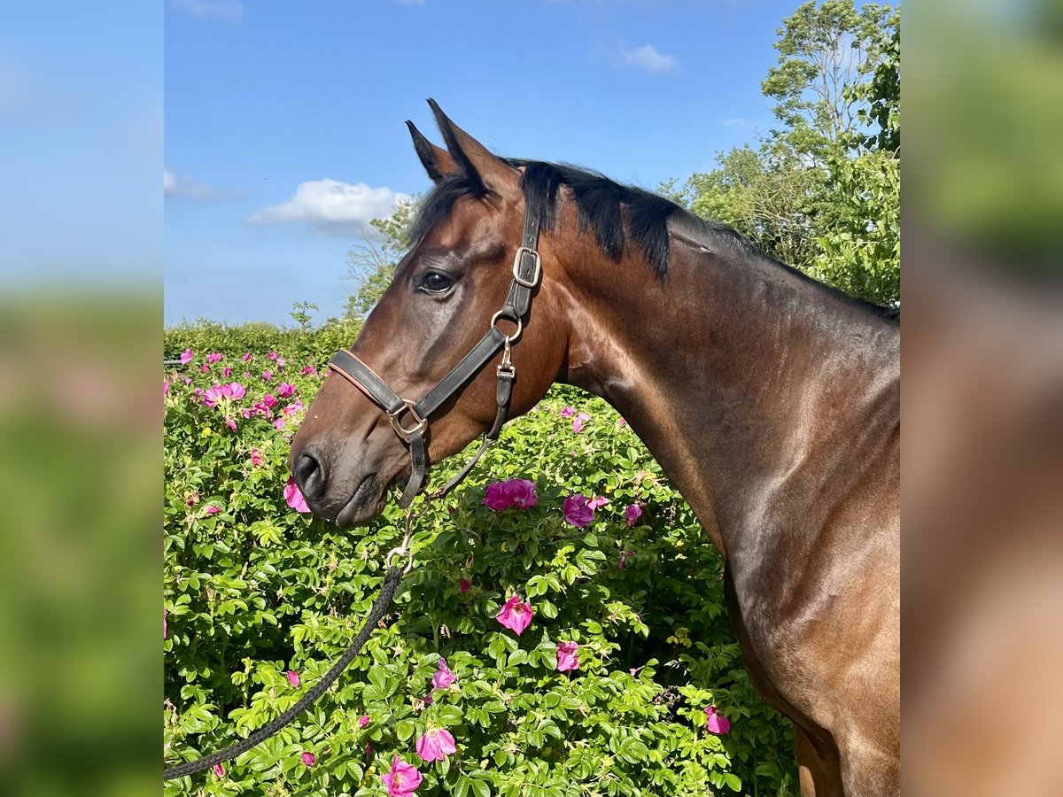 Hanoverian Mare 3 years Bay-Dark in Osten