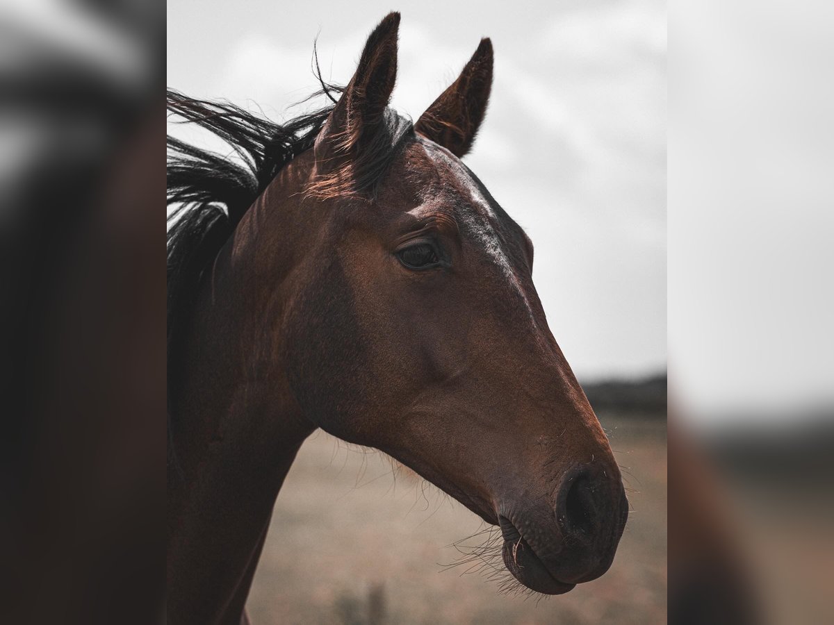 Hanoverian Mare 3 years Bay-Dark in Bramsche