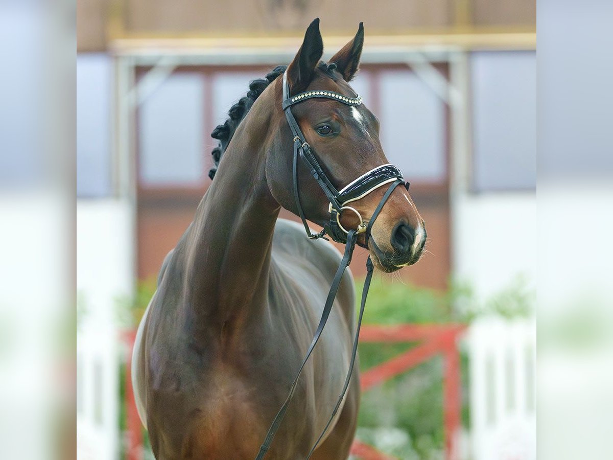 Hanoverian Mare 3 years Brown in Münster-Handorf