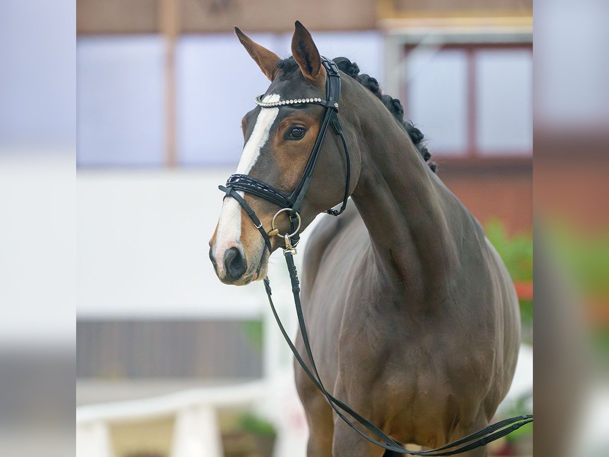 Hanoverian Mare 3 years Brown in Münster-Handorf