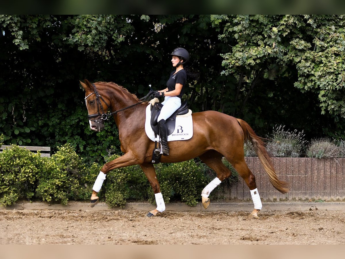 Hanoverian Mare 4 years 15,2 hh Chestnut in Riedstadt