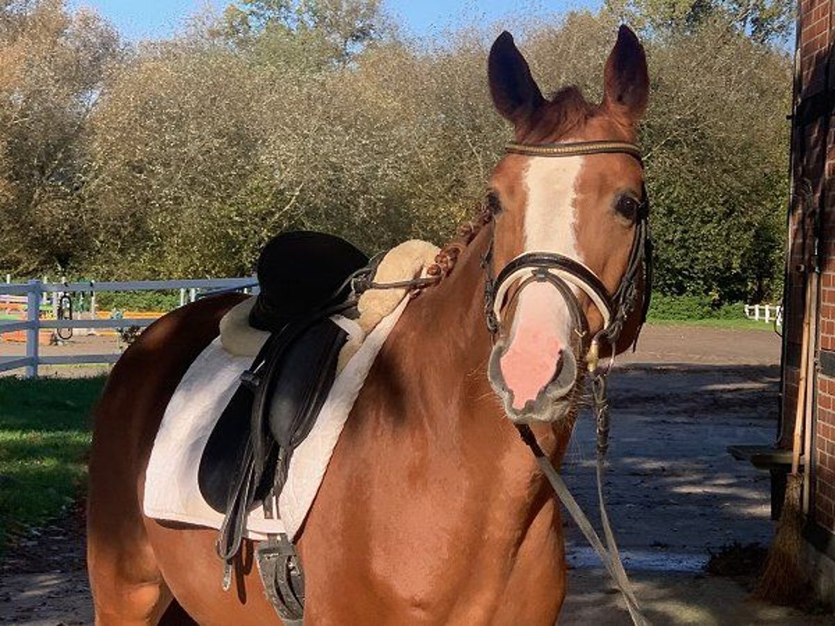 Hanoverian Mare 4 years 15,2 hh Chestnut-Red in Verden (Aller)