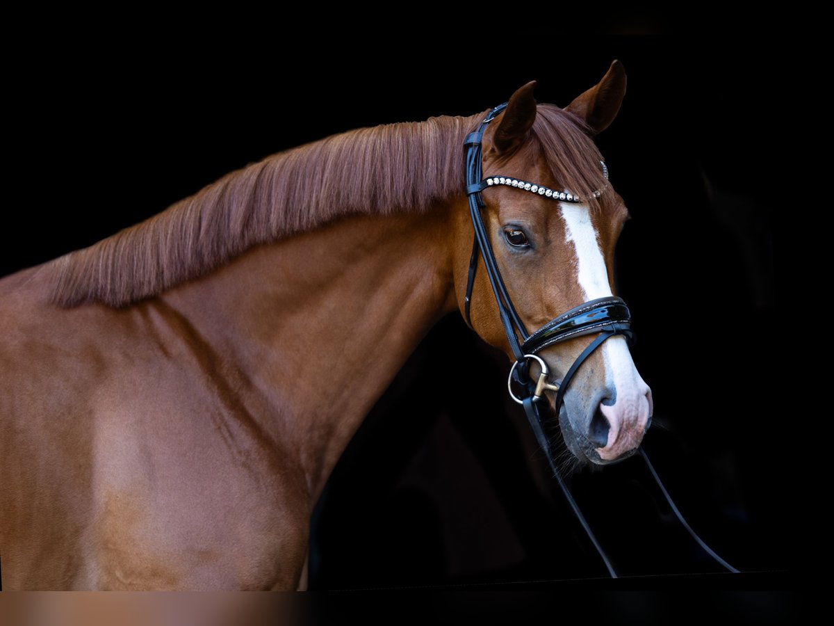 Hanoverian Mare 4 years 15,2 hh Chestnut-Red in Voerde