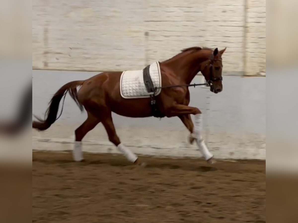 Hanoverian Mare 4 years 15,2 hh Chestnut-Red in Wuppertal