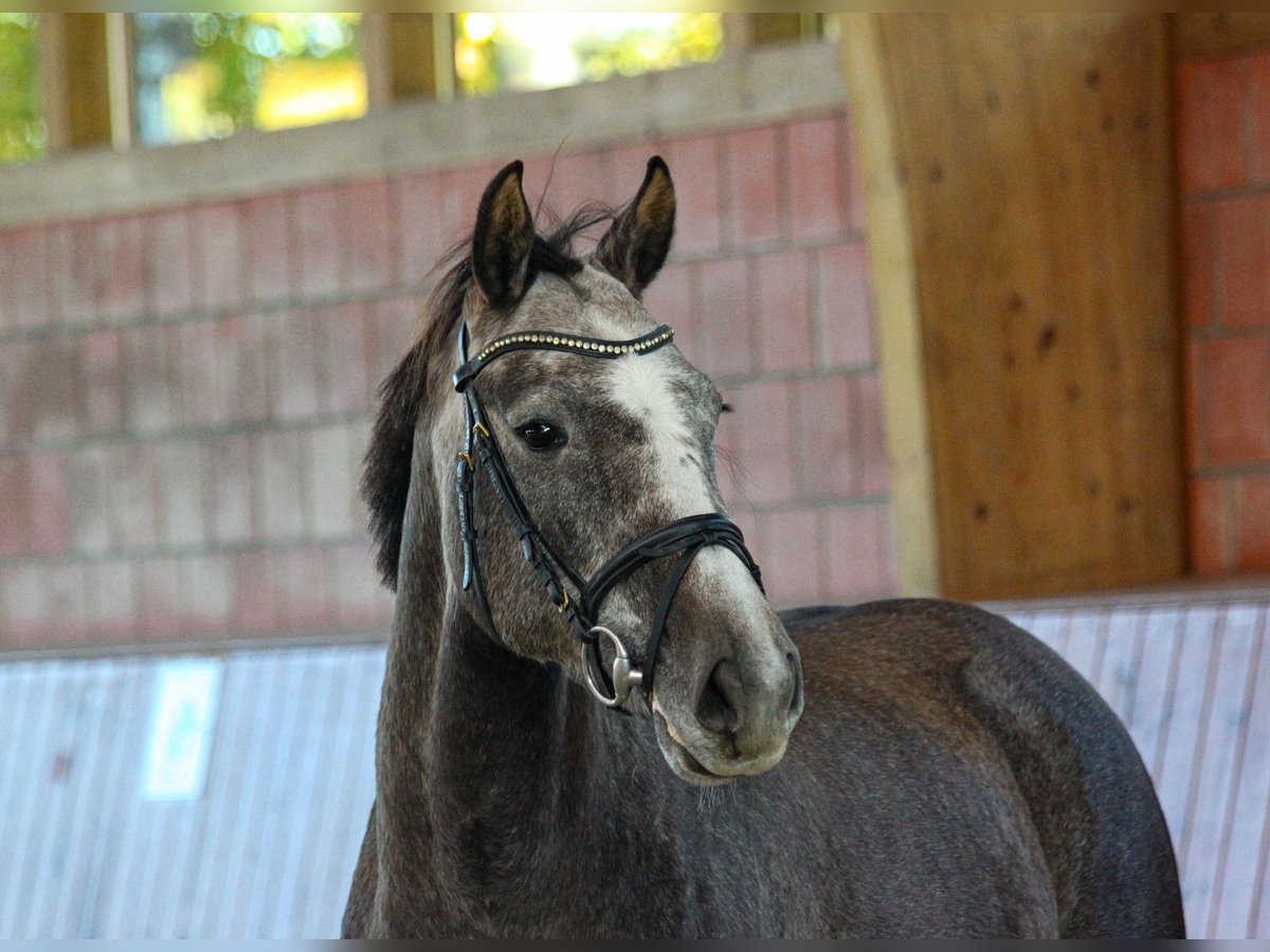 Hanoverian Mare 4 years 15,2 hh Gray in Tespe