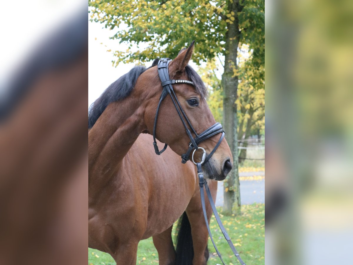 Hanoverian Mare 4 years 15,3 hh Brown in Springe