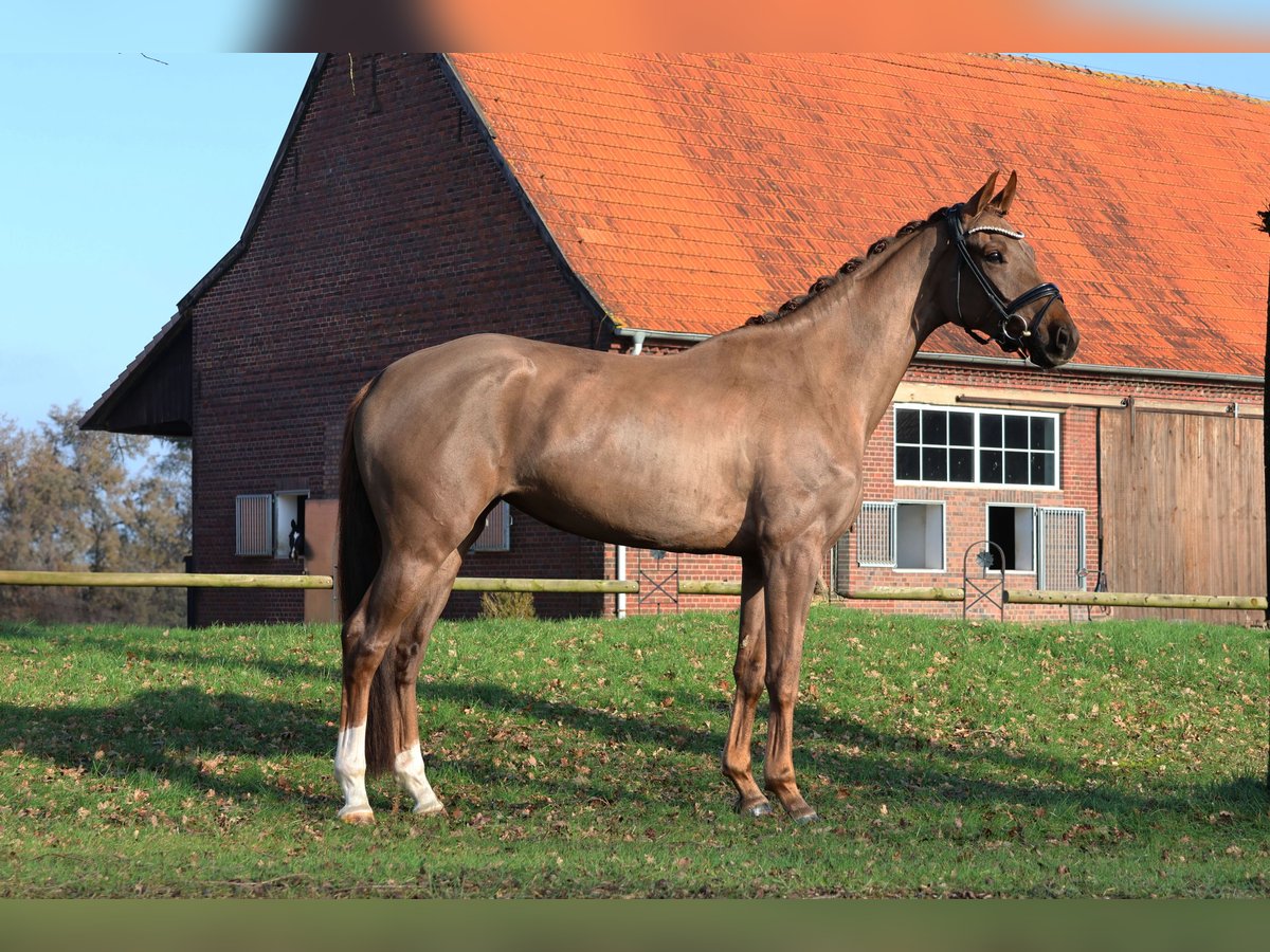 Hanoverian Mare 4 years 15,3 hh Chestnut in Nottuln