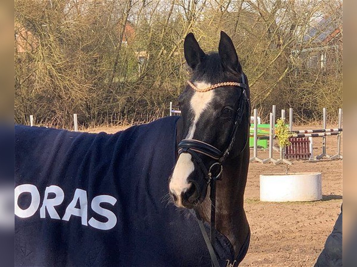 Hanoverian Mare 4 years 15 hh Black in Verden (Aller)