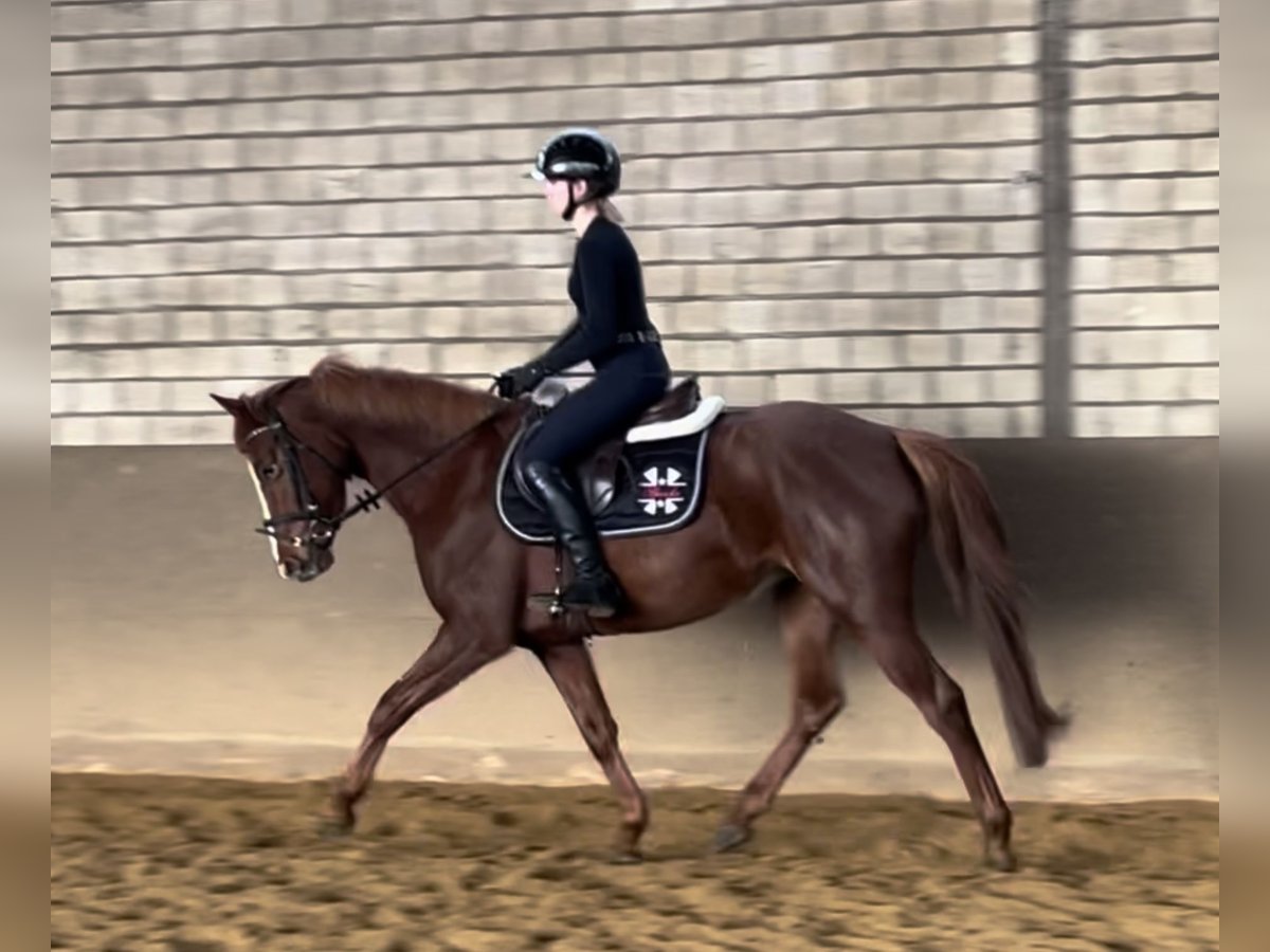 Hanoverian Mare 4 years 15 hh Chestnut in Luhmühlen