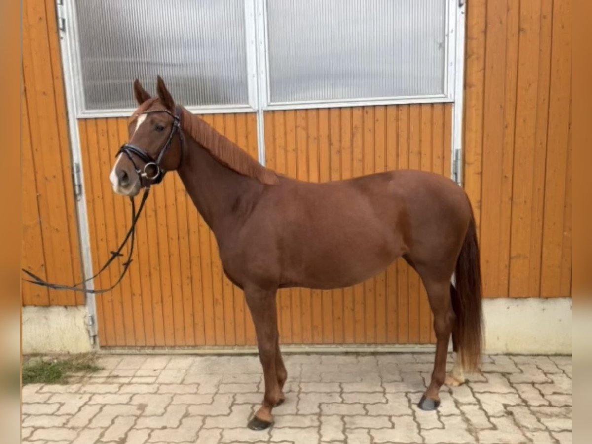 Hanoverian Mare 4 years 15,2 hh Chestnut-Red in Weil