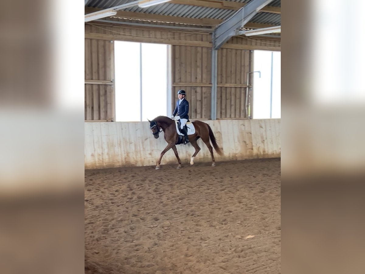 Hanoverian Mare 4 years 15,2 hh Chestnut-Red in Weil