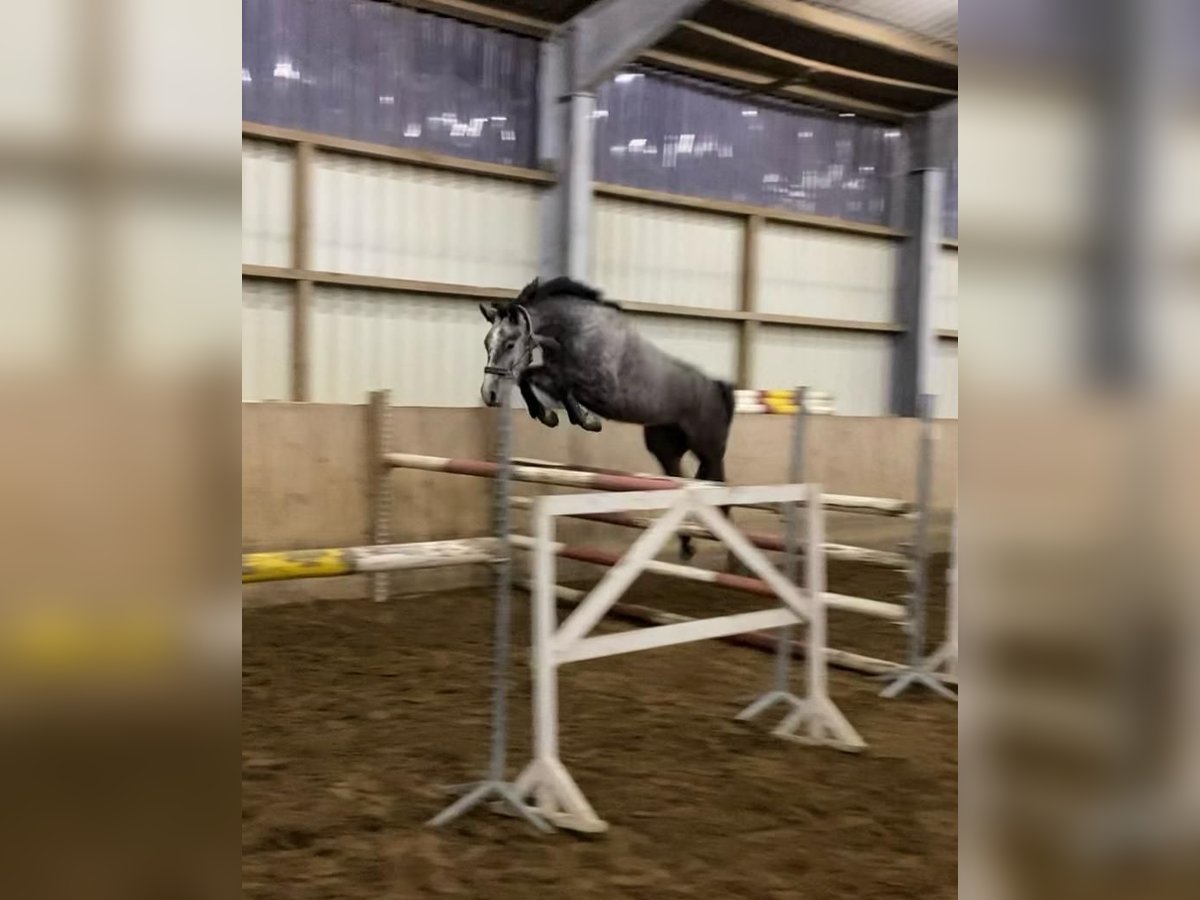 Hanoverian Mare 4 years 15,2 hh Gray in L&#xFC;chow