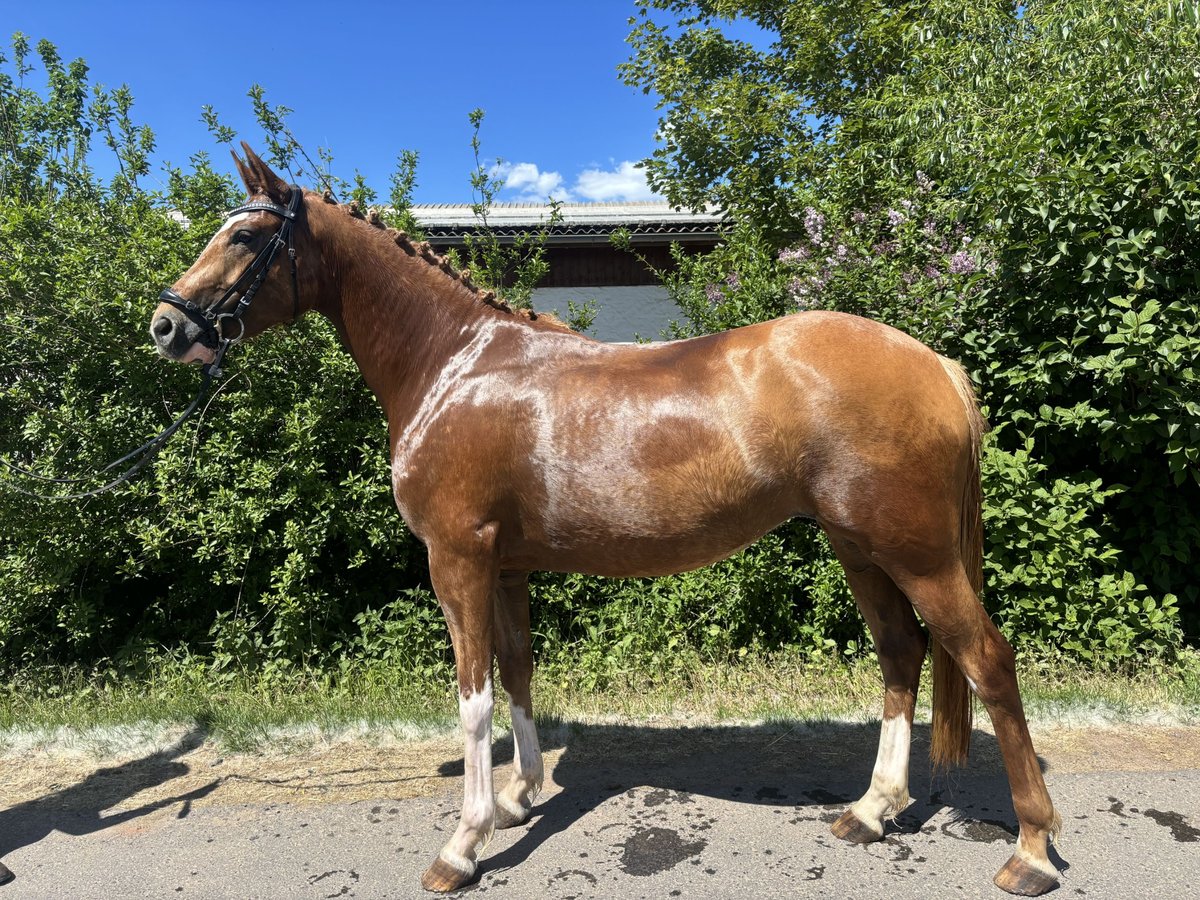Hanoverian Mare 4 years 15,2 hh Palomino in Langenselbold