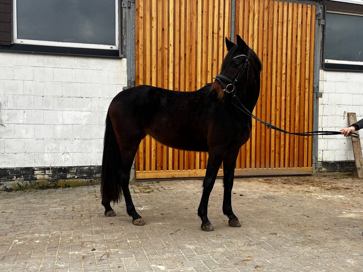 Hanoverian Mare 4 years 15,3 hh Bay-Dark in Northeim