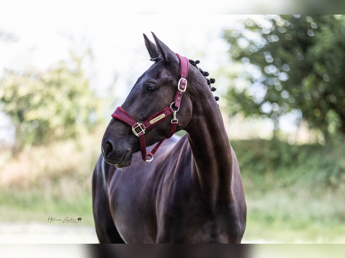 Hanoverian Mare 4 years 15,3 hh Black in Hohenlockstedt