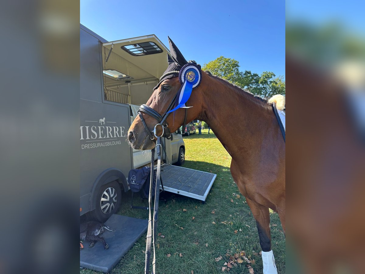Hanoverian Mare 4 years 15,3 hh Brown in Springe