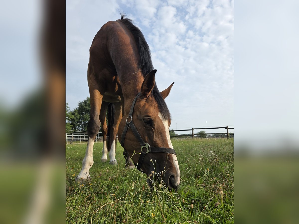 Hanoverian Mare 4 years 15,3 hh Brown in Sittensen Hanoverian Mare 4 years 15,3 hh Brown in Sittensen