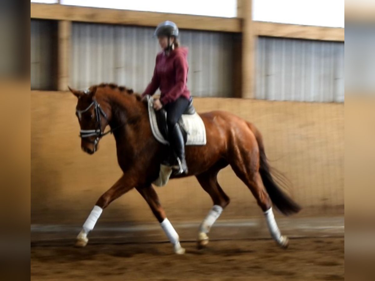 Hanoverian Mare 4 years 15,3 hh Chestnut-Red in Fredenbeck