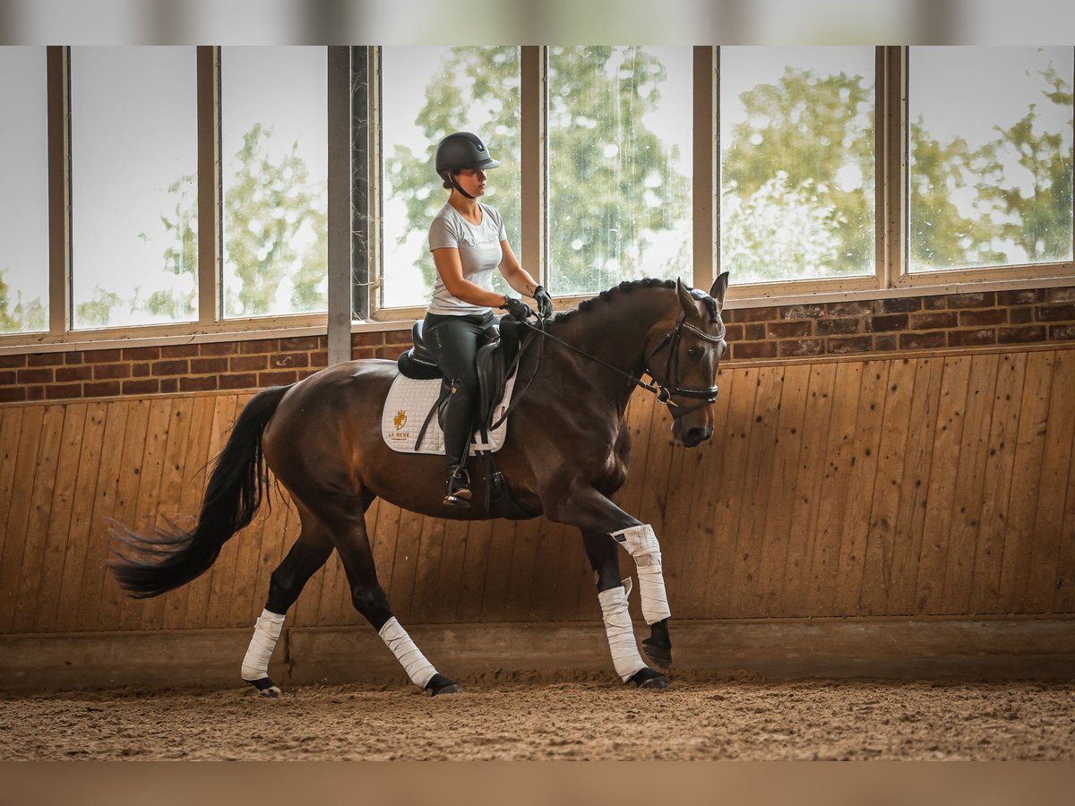 Hanoverian Mare 4 years 16,1 hh Bay-Dark in Goch