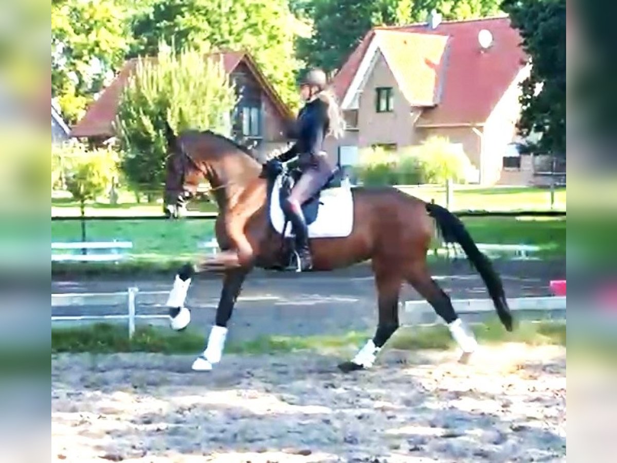 Hanoverian Mare 4 years 16,1 hh Bay-Dark in Kirchlinteln