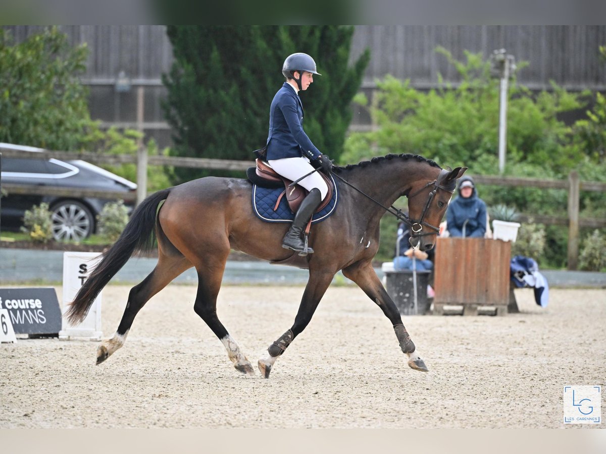 Hanoverian Mare 4 years 16,1 hh Bay-Dark in Le Mans