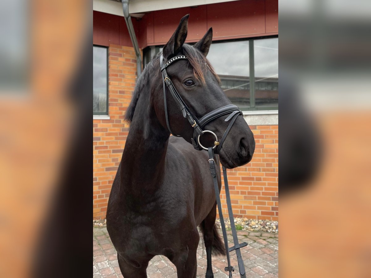 Hanoverian Mare 4 years 16,1 hh Black in Heinsberg