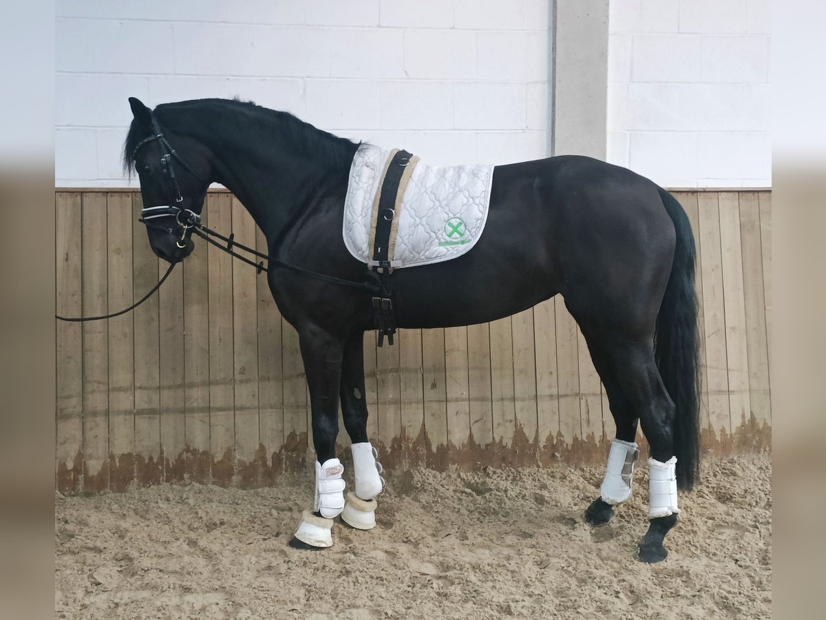 Hanoverian Mare 4 years 16,1 hh Black in Barenburg