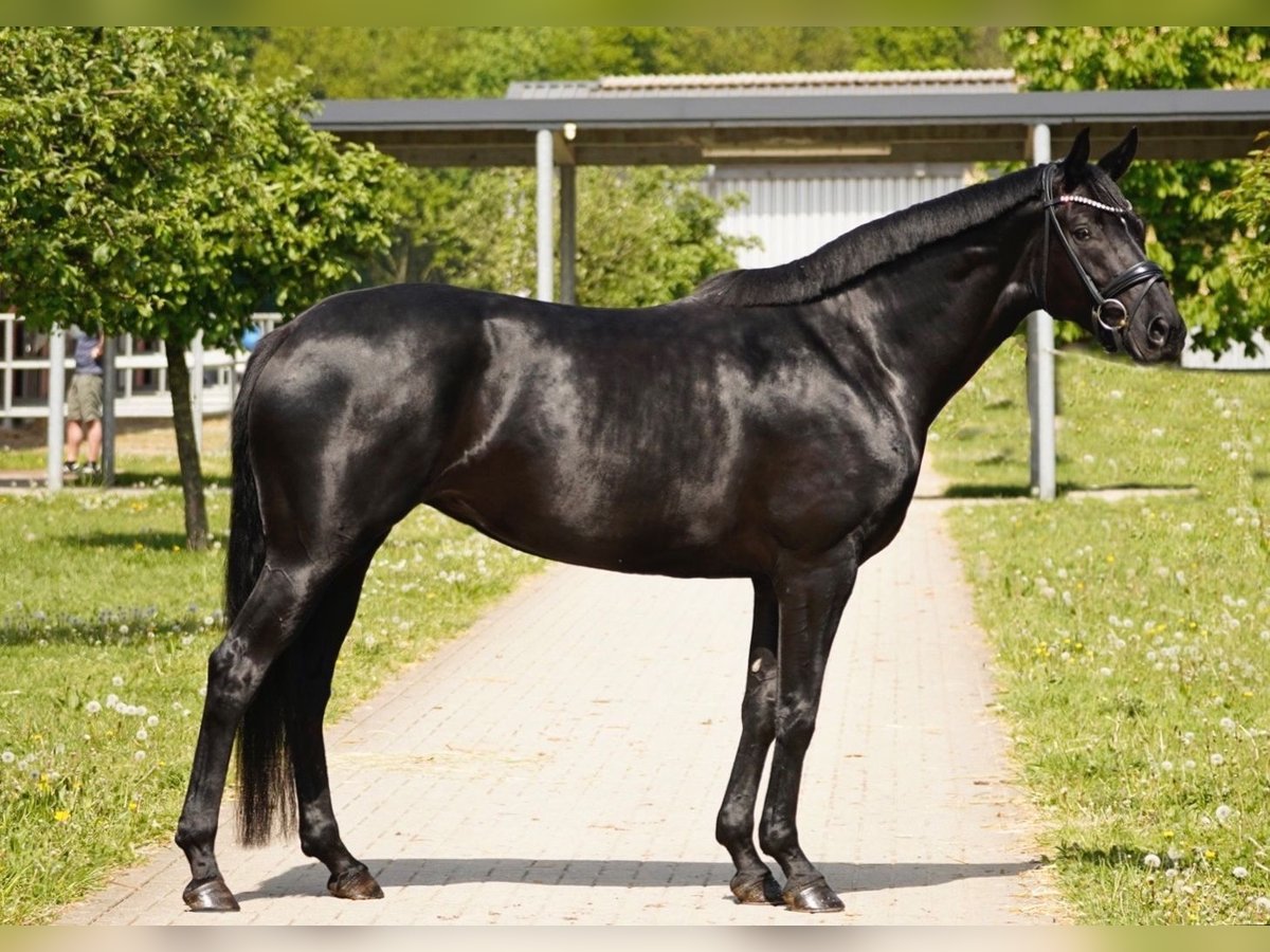 Hanoverian Mare 4 years 16,1 hh Black in Duisburg