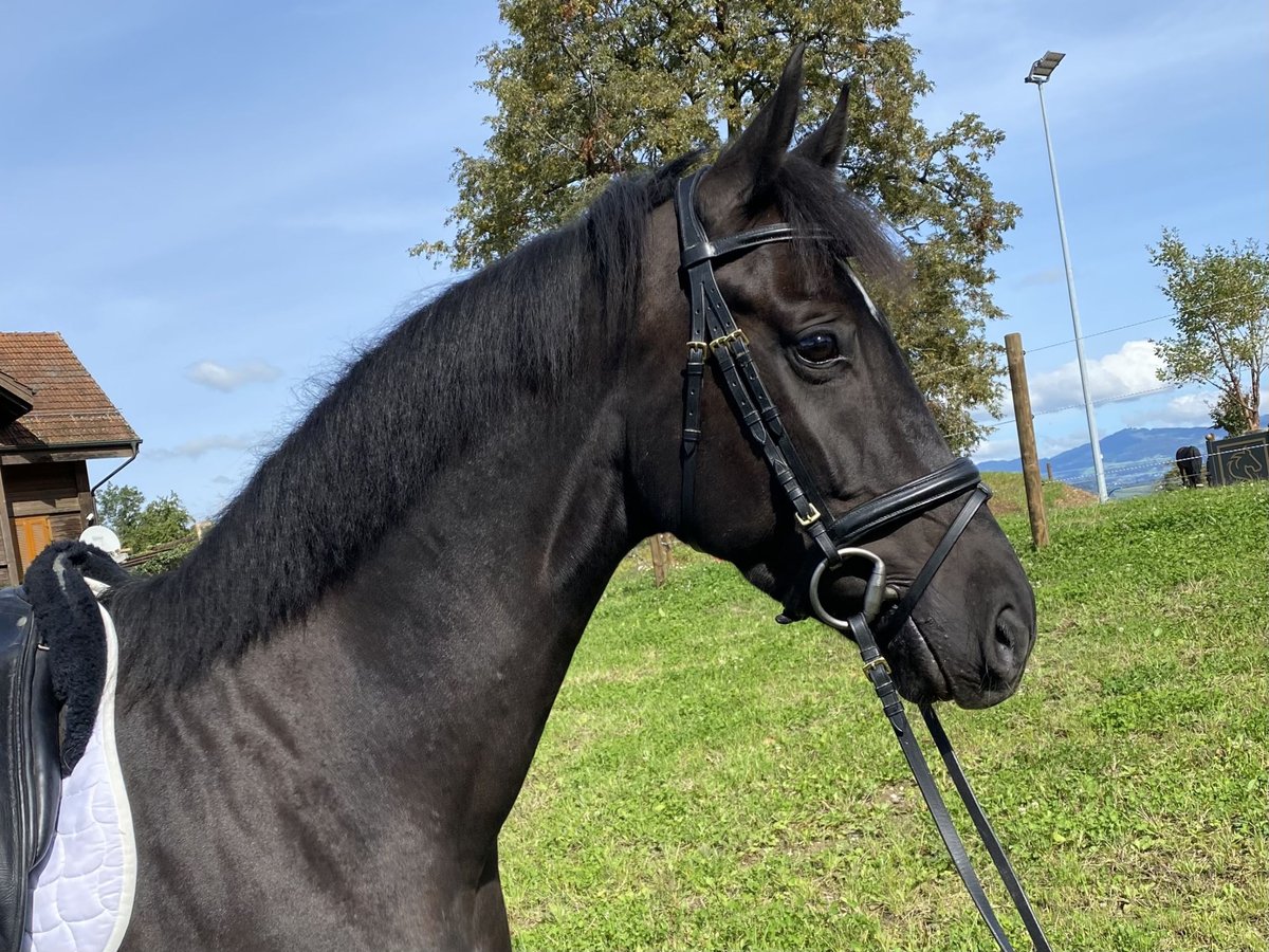 Hanoverian Mare 4 years 16,1 hh Black in Wollerau