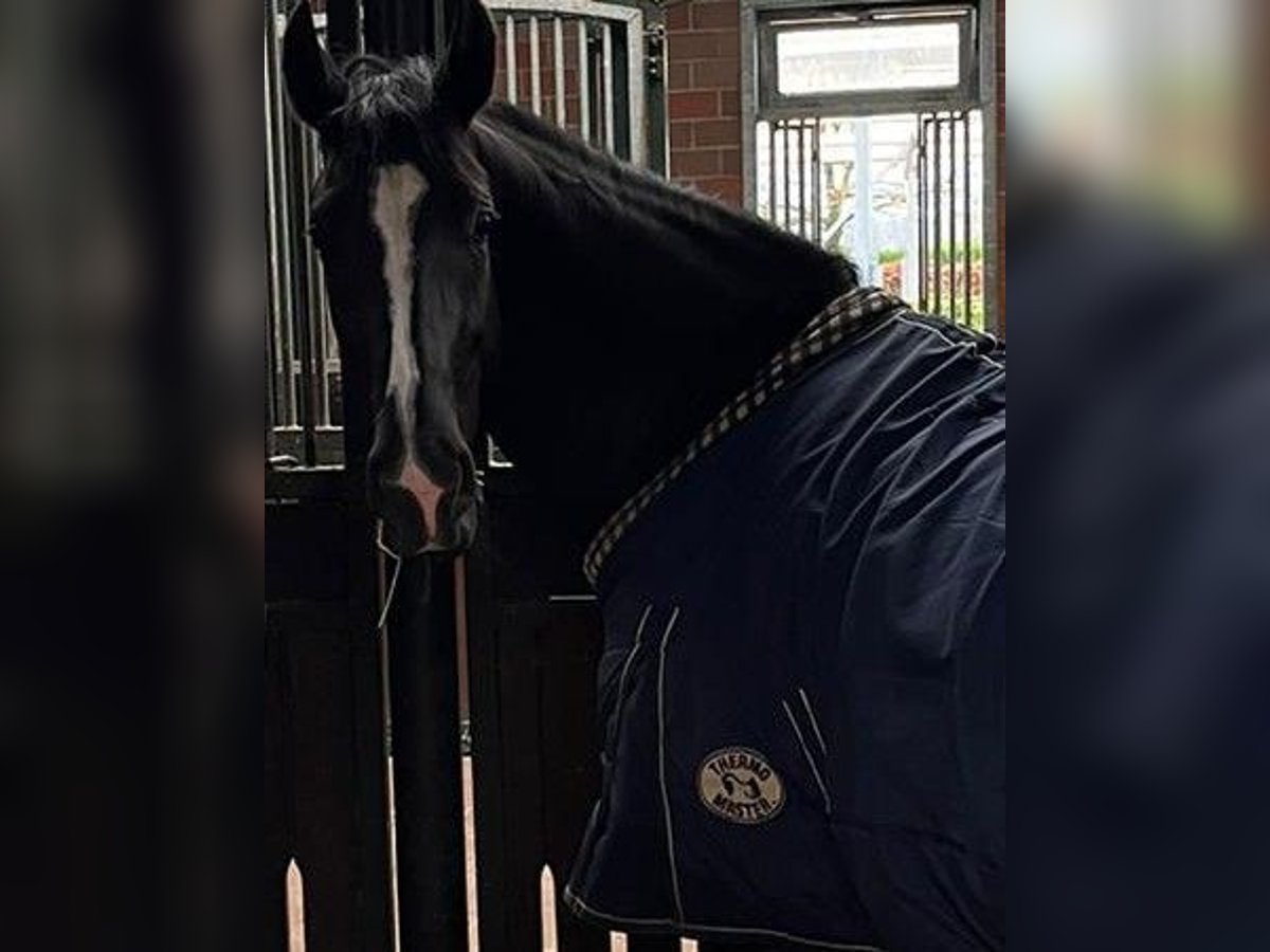 Hanoverian Mare 4 years 16,1 hh Black in Meerbusch