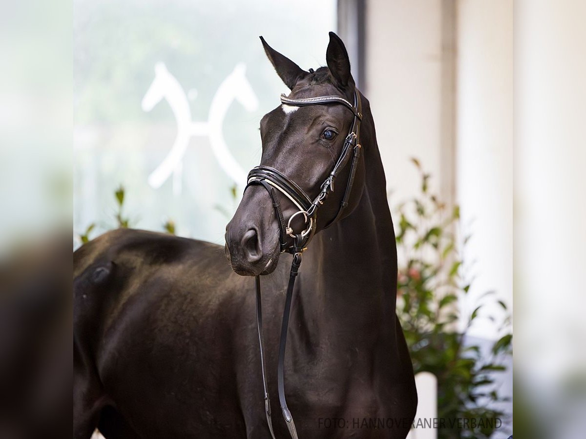 Hanoverian Mare 4 years 16,1 hh Black in Verden