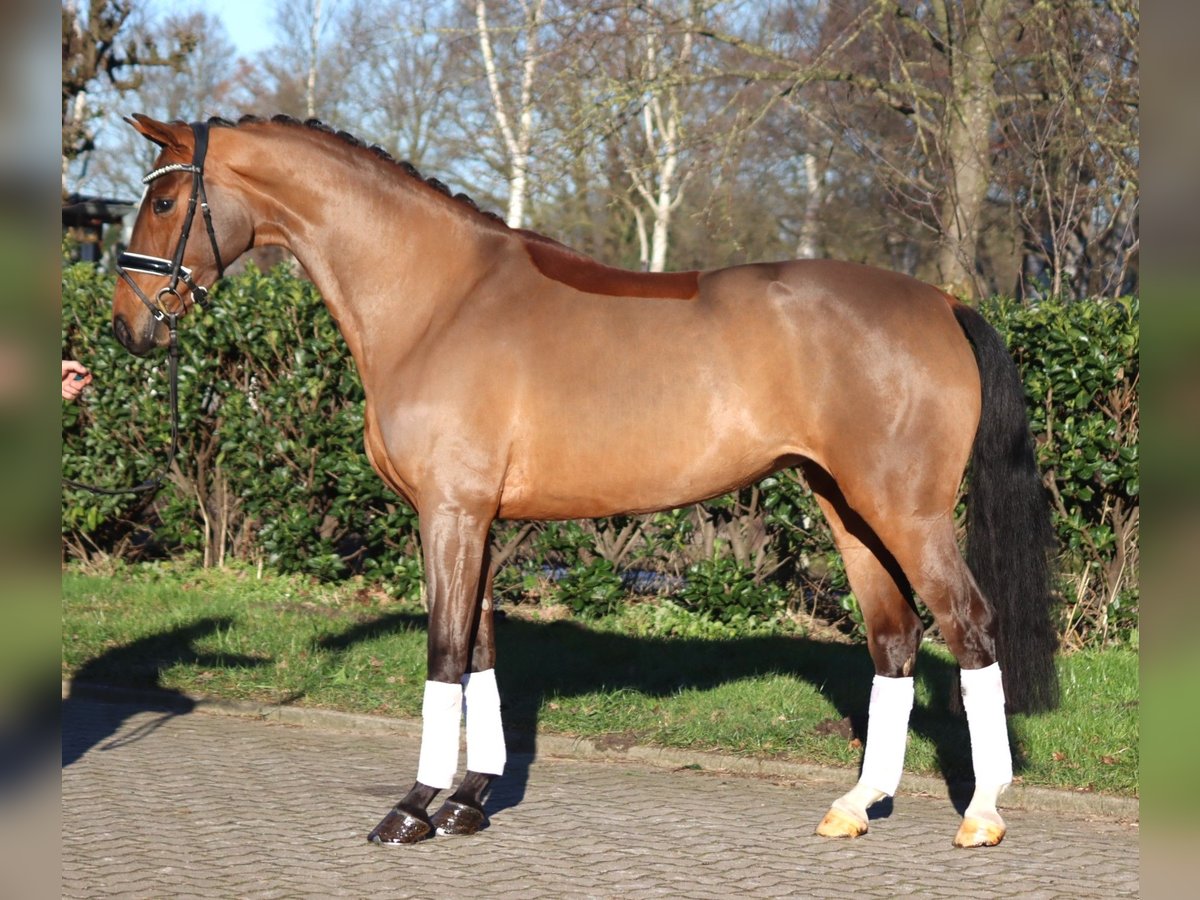 Hanoverian Mare 4 years 16,1 hh Brown in Selsingen