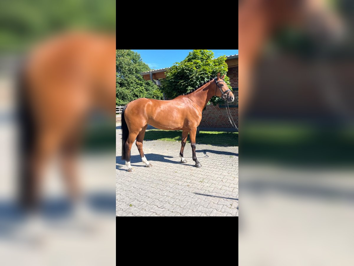 Hanoverian Mare 4 years 16,1 hh Brown in Emsbüren