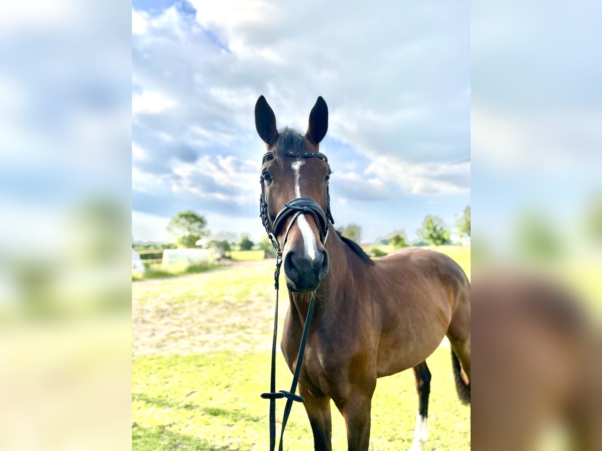 Hanoverian Mare 4 years 16,1 hh Brown in Wietzen