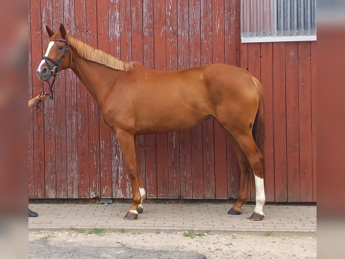 Hanoverian Mare 4 years 16,1 hh Chestnut-Red in Prislich