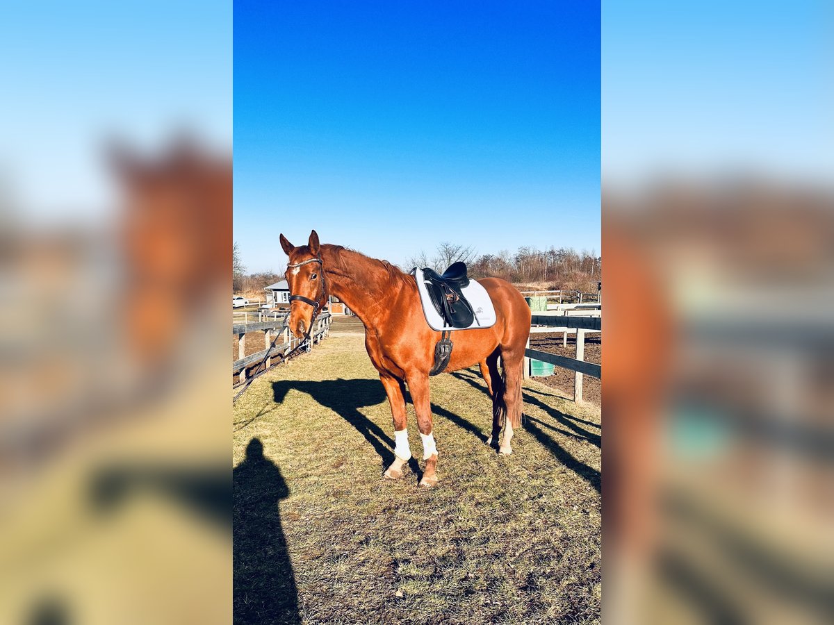 Hanoverian Mare 4 years 16,1 hh Chestnut-Red in Leipzig