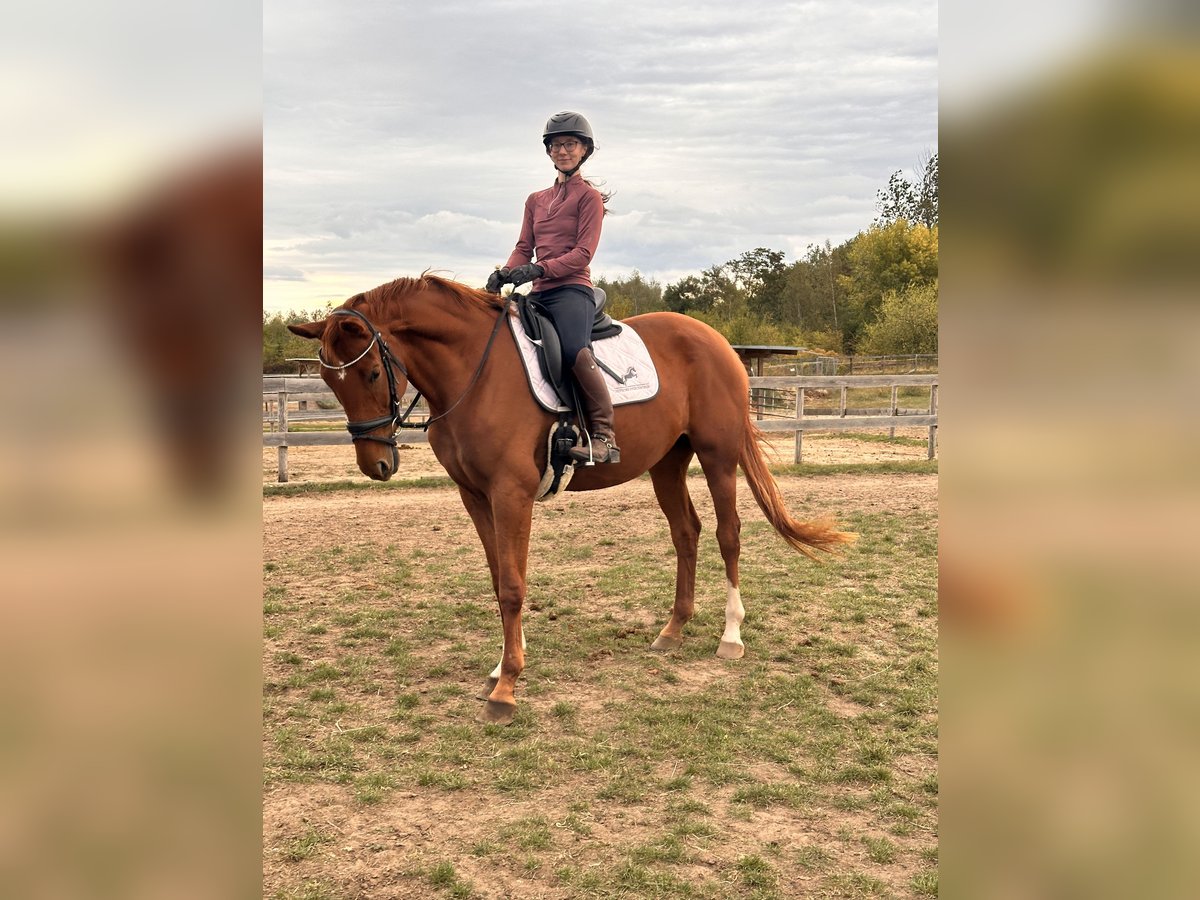 Hanoverian Mare 4 years 16,1 hh Chestnut-Red in Leipzig