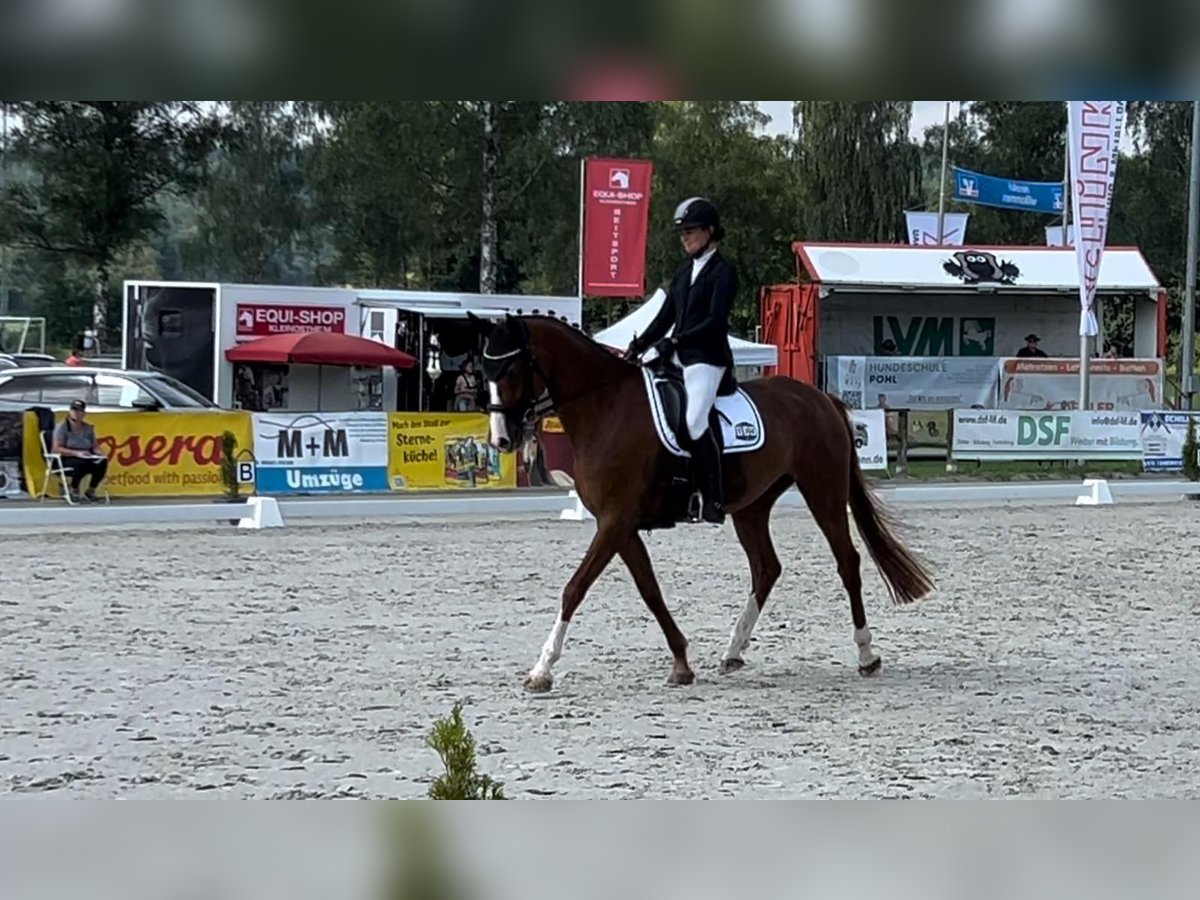 Hanoverian Mare 4 years 16,1 hh Chestnut-Red in Wildeshausen