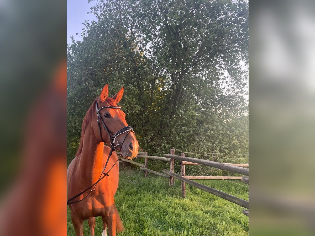 Hanoverian Mare 4 years 16,1 hh Chestnut-Red in Oldendorf