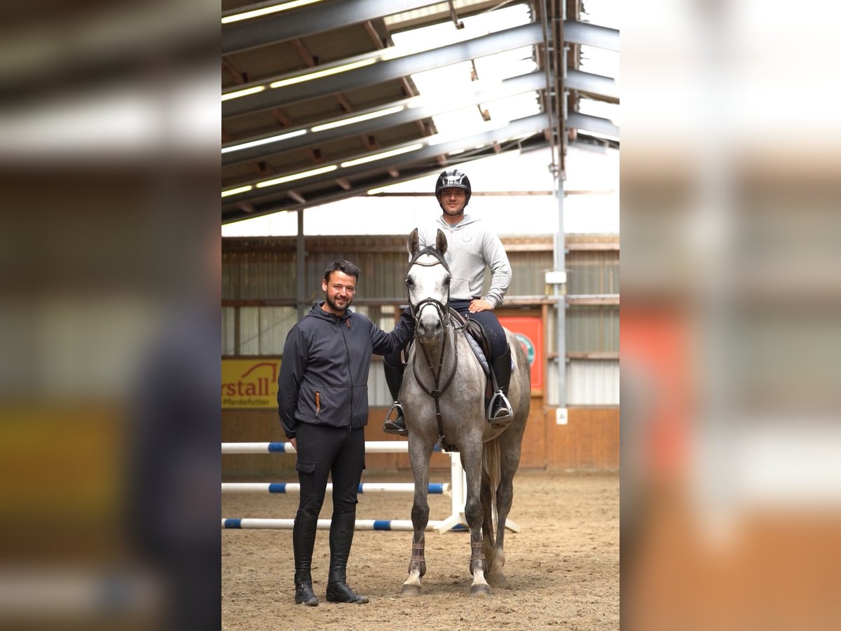 Hanoverian Mare 4 years 16,1 hh Gray in Suhlendorf