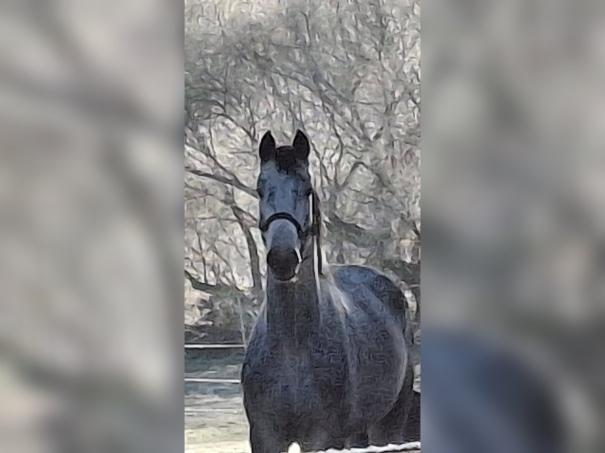 Hanoverian Mare 4 years 16,1 hh Gray in Verden (Aller)