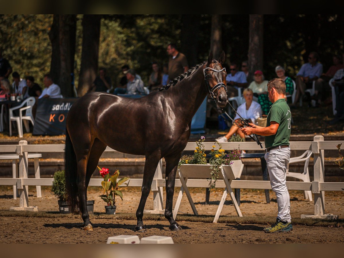 Hanoverian Mare 4 years 16,1 hh Smoky-Black in Moers